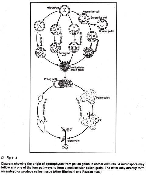 The origing of sporophytes from pollen gains in anther cultures