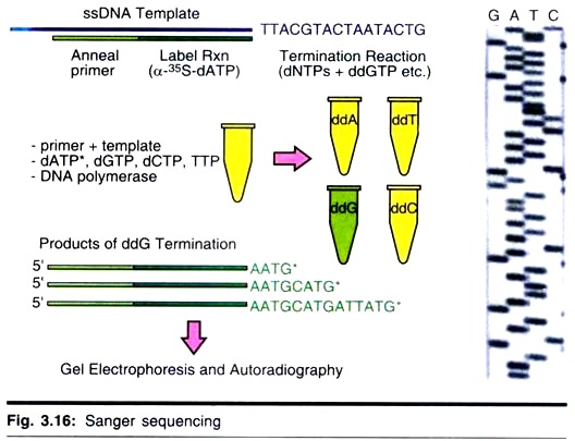 Sanger Sequencing