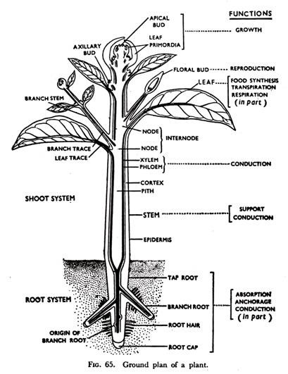 Ground Plan of a Plant