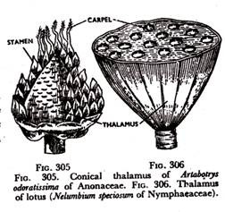 Conical thalamus of Artabotrys odoratissima of Anonaceae and Thalamus of lotus