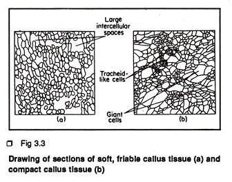 Selection of soft, friable callus and compact callus tissus