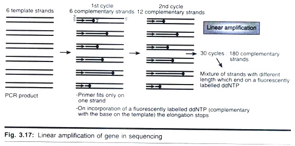 Linear Amplification of Gene