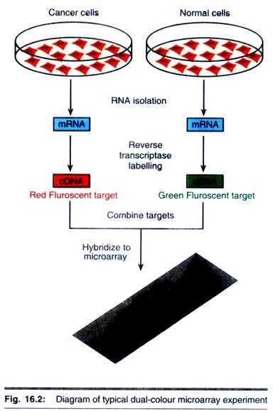 Dual-Colour Microarray Experiment