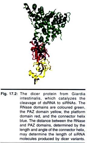 Dicer Protein