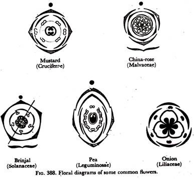 Floral diagrams of some common flowers