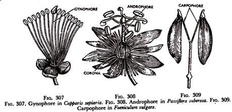 Gynophore in Capparis Sepiaria, Androphore in Passiflora suberosa and Carpophore in Foeniculum vulgare