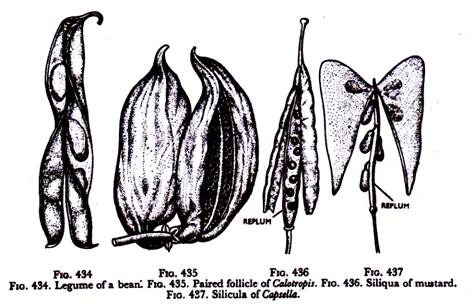 Legume of bean, Paired follicle of colotropis, Siliqua of mustard and Silicula of Capsella