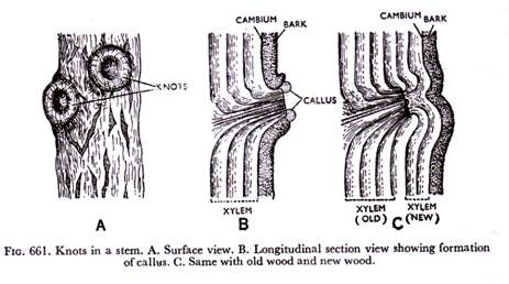 Knots in a stem