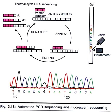 Automated PCR