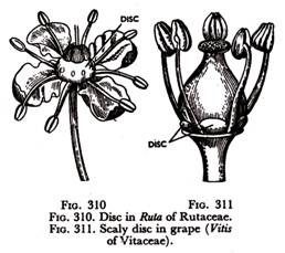 Disc in Ruta of Rutaceae and Scaly disc in grape