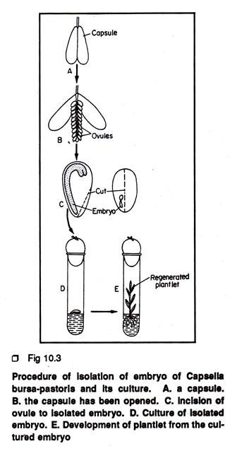 Procedure of Isolation of embryo of Capsella bursa-pastoris and its culture