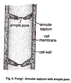 Transmission Electron Micrograph