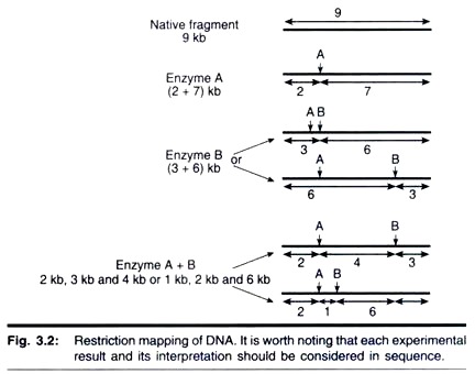 Restriction Mapping of DNA