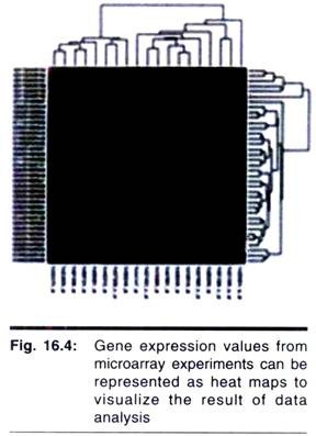 Gene Expression Values