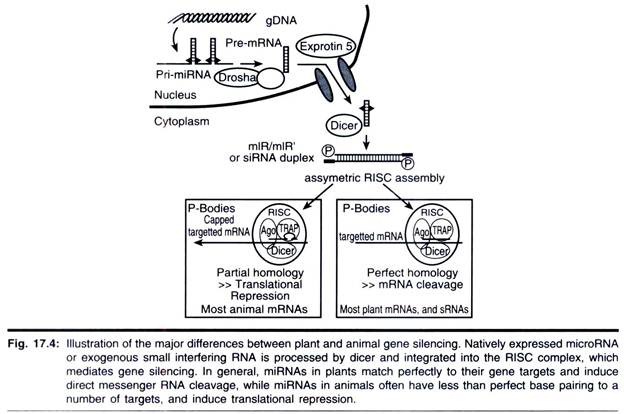 Plant and Animal Gene Silencing