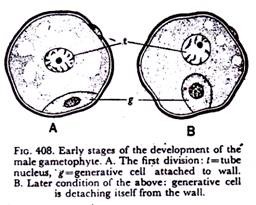 Development of Male Gametophyte