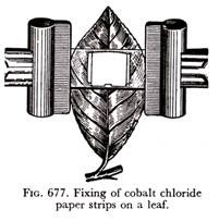 Fixing of cobalt chloride paper strips on a leaf