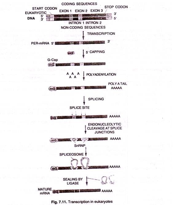 Transcription in eukaryotes