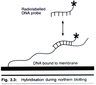 Hybridisation