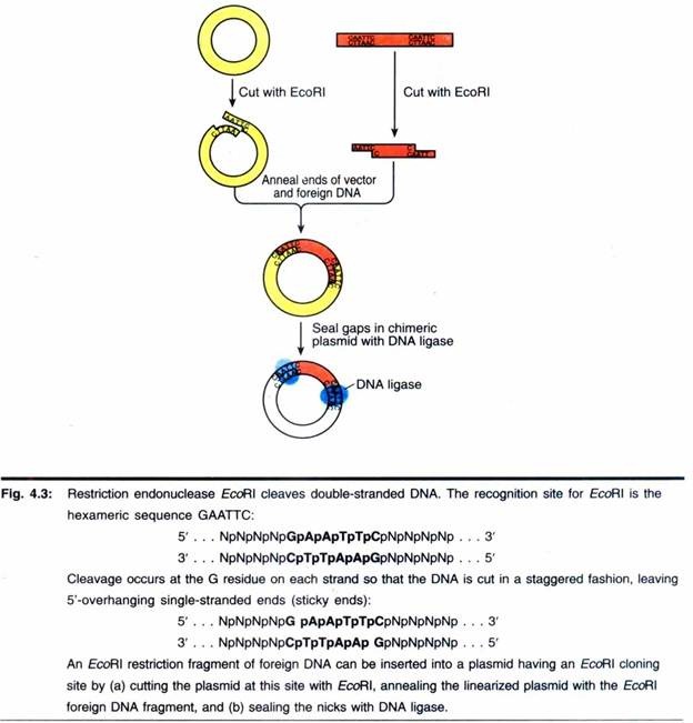 Restriction Endonuclease