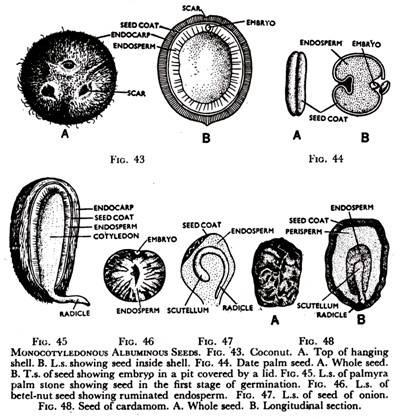 Monocotyledonous Albuminous Seeds