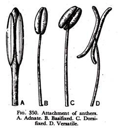 Attachment of Anthers