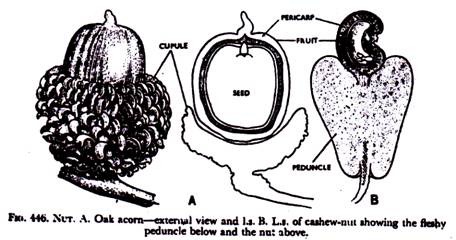 Oak acorn - external view and L.s of cashew-nut showing the fleshy peduncle below and the nut above