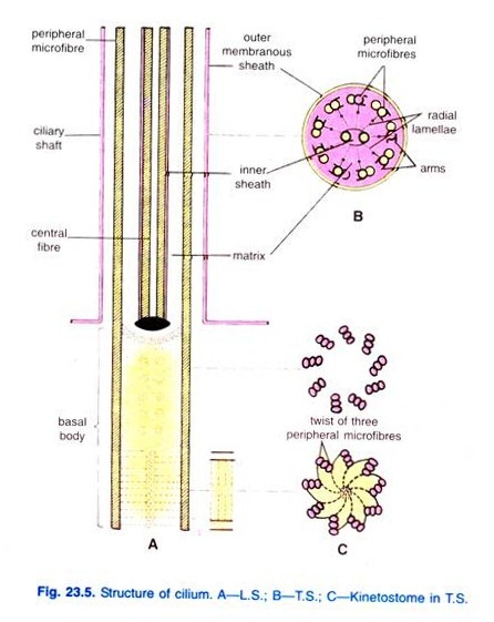 Table: Properties of Radioisotopes