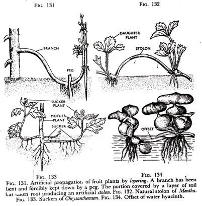 Artificial Propagation of Fruit Plants, Natural Stolon of Mentha, Suckers of Chrysanthemum and Offset of Water Hyacinth