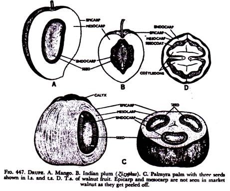 Drupe