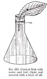 Conical flask with water and leaf