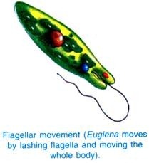 Stem of Mirabilis jalapa in transverse section