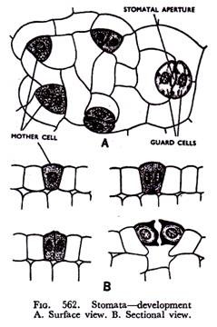 Stomata - development