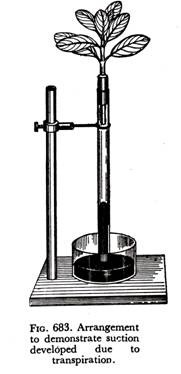 Arrangement to demonstrate suction developed due to transpiration