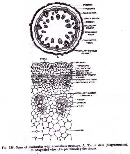 Stem of Amaranthus with anomalous structure