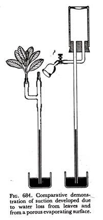 Comparative demonstration of suction developed due to water loss from leaves and from a porous evaporating surface