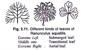 Different kind of leaves of Ranuculus aquatils