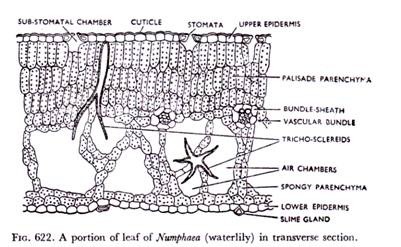 A portion of leaf of Numphaea in transverse section