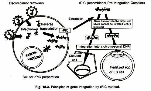 Principles of gene integration