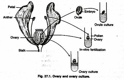 Plant Ovary Culture