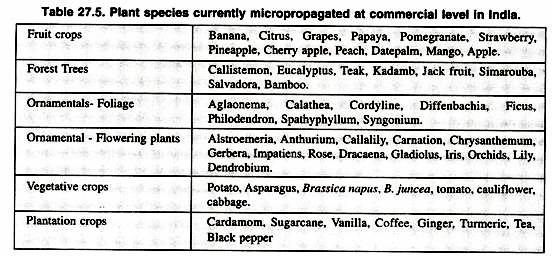 Plant species currently micro propagated at commercial level in India