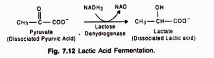 Lactic Acid Fermentation 