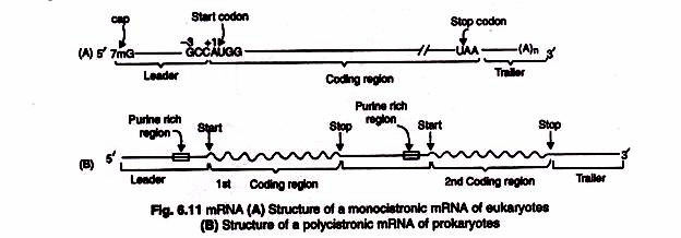 mRNA