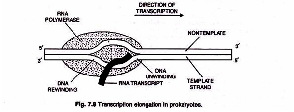 Transcription elongation in Prokaryotes