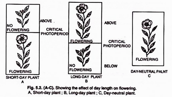 Showing the effect of day length on flowering