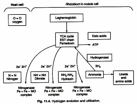 Hydrogen evolution and utilization