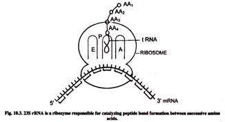 rRNA