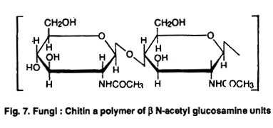 16S rRNA