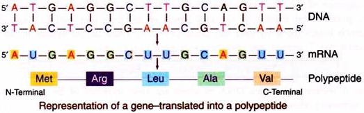 Representation of Gene-Translated into a Polypeptide