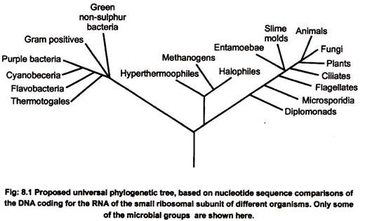 Proposed Universal Phylogenetic Tree